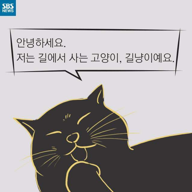 뚱뚱한 길냥이들의 진실 | 인스티즈