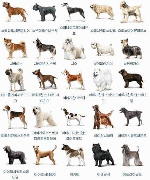 개의 종류는 얼마나 알고 계십니까^^? | 인스티즈