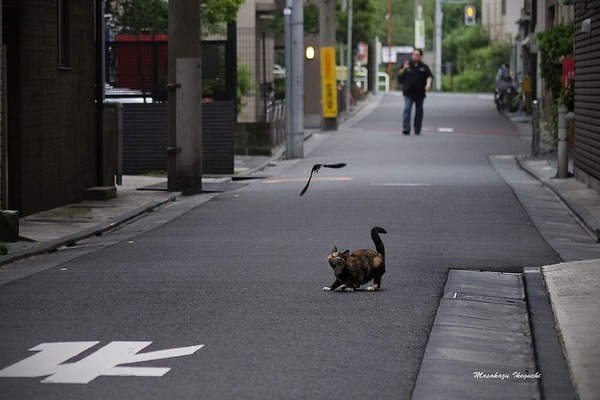 중국 일본 아무리 싫어도 딱하나 부러운점들 | 인스티즈