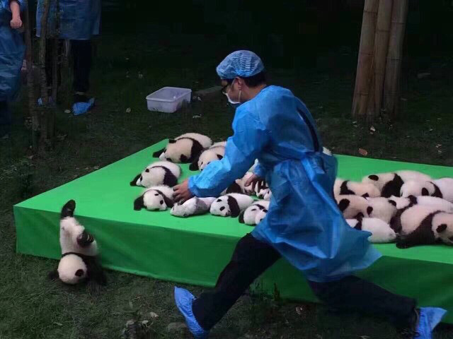 팬더의 미친 귀여움 | 인스티즈