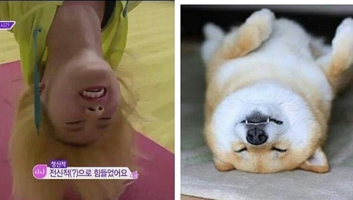 시바견이 사나인지 사나가 시바견인지 | 인스티즈