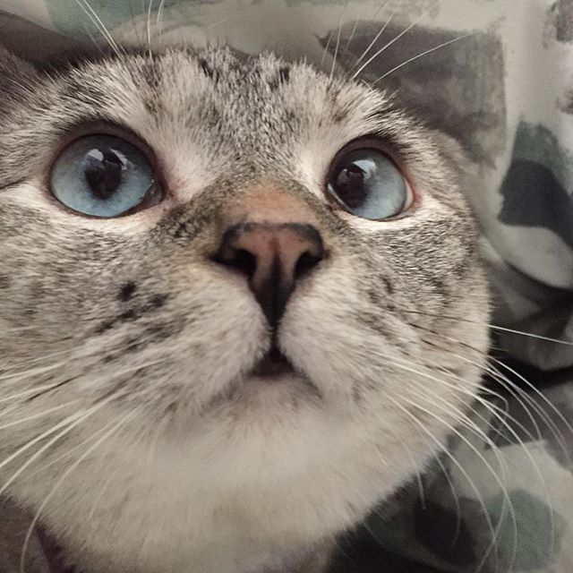 인스타 최고의 귀염둥이 냥냥이 nala | 인스티즈