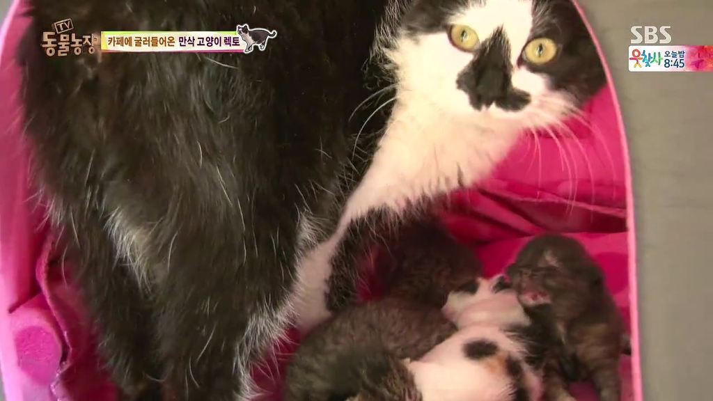 동물농장 [카페에굴러들어온고양이렉토] | 인스티즈