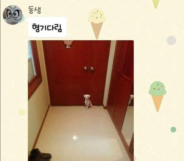 개,고양이 키우는 사람들이 집에 빨리가는이유 | 인스티즈