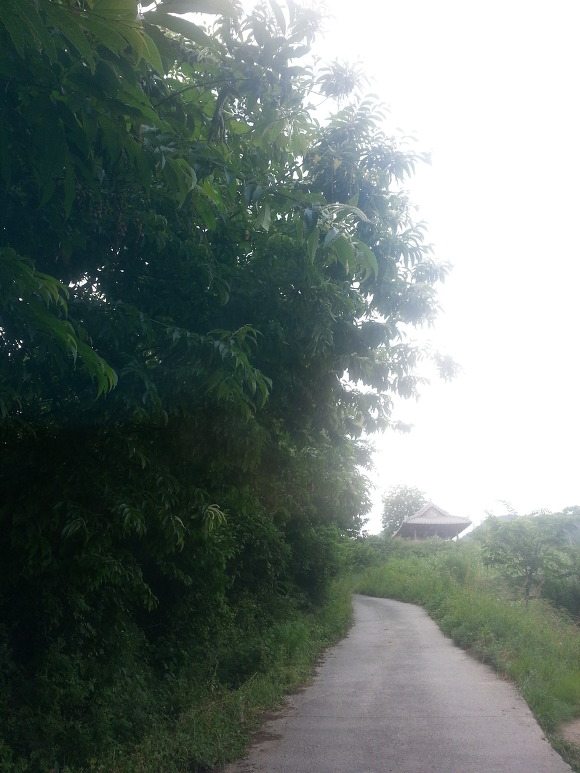 지경벌꿀 이미지