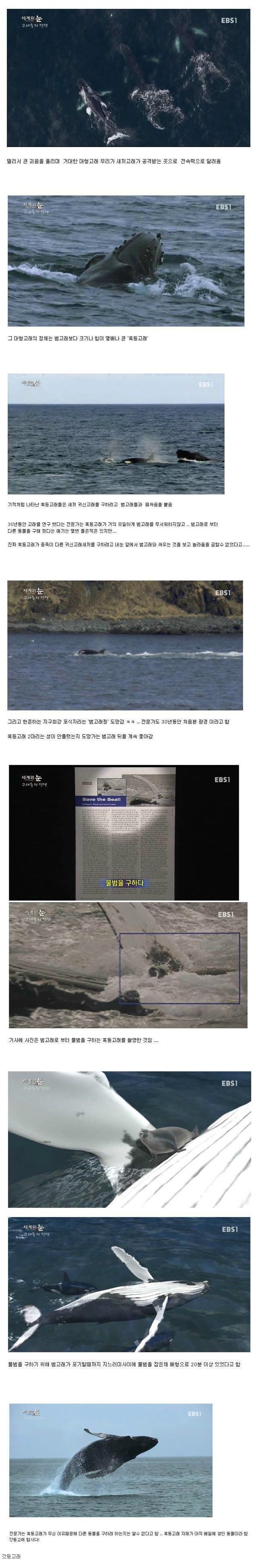 깡패 범고래의 유일한 천적.jpg | 인스티즈