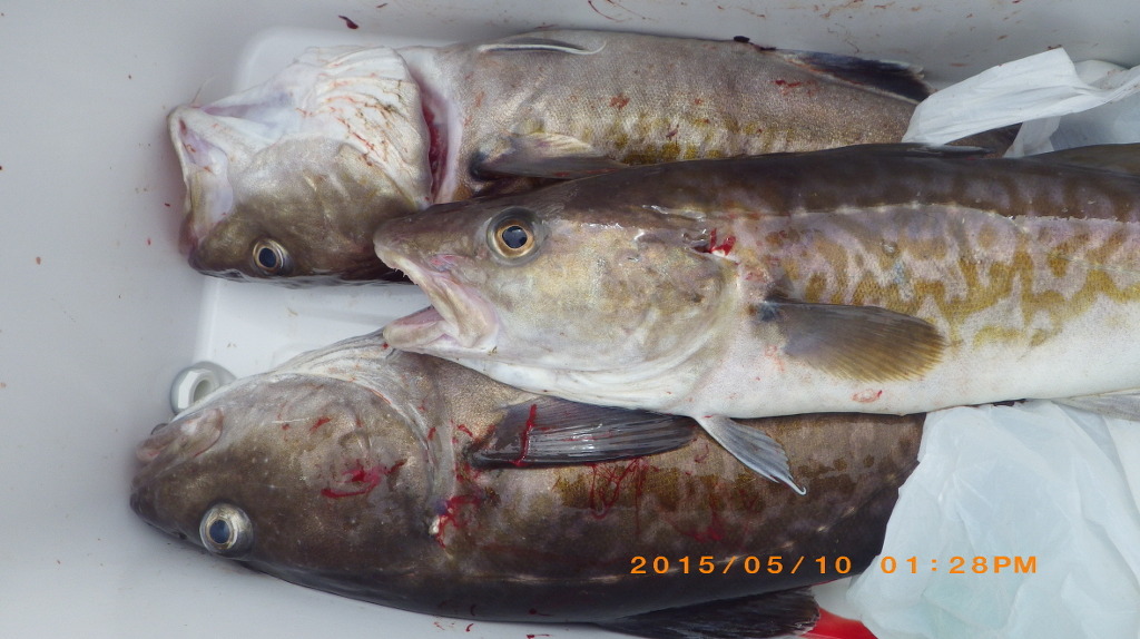 성복호 이미지