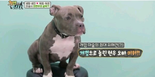 최현우 마술로 동물현혹 | 인스티즈