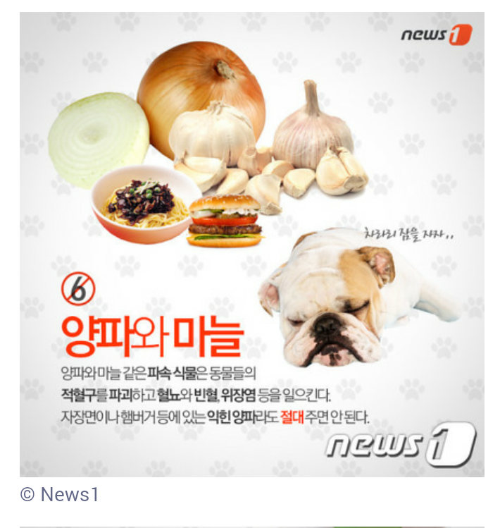개와 고양이가 먹으면 안 되는 음식 7가지 | 인스티즈