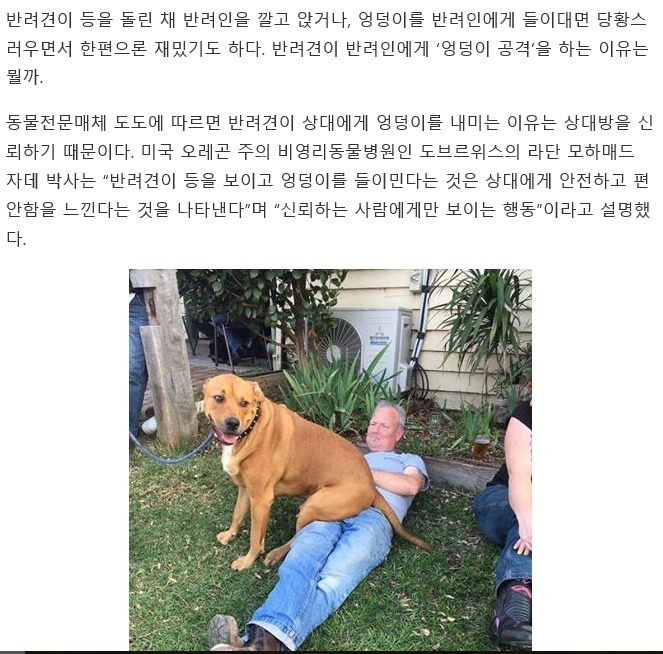반려견이 엉덩이를 들이미는 이유는 | 인스티즈