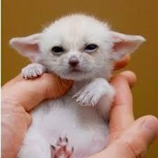 심쿵사 할 준비가 된 자만 들어오라(feat.사막여우) | 인스티즈