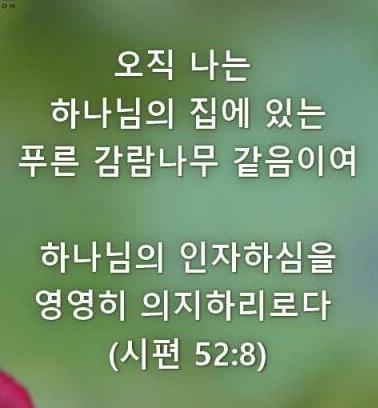 푸른감람나무 이미지