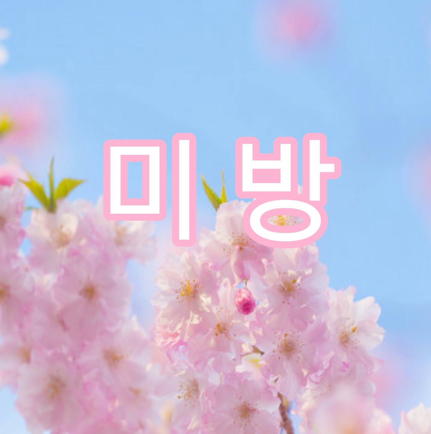 이 고양이를 보신 적 있습니까? | 인스티즈