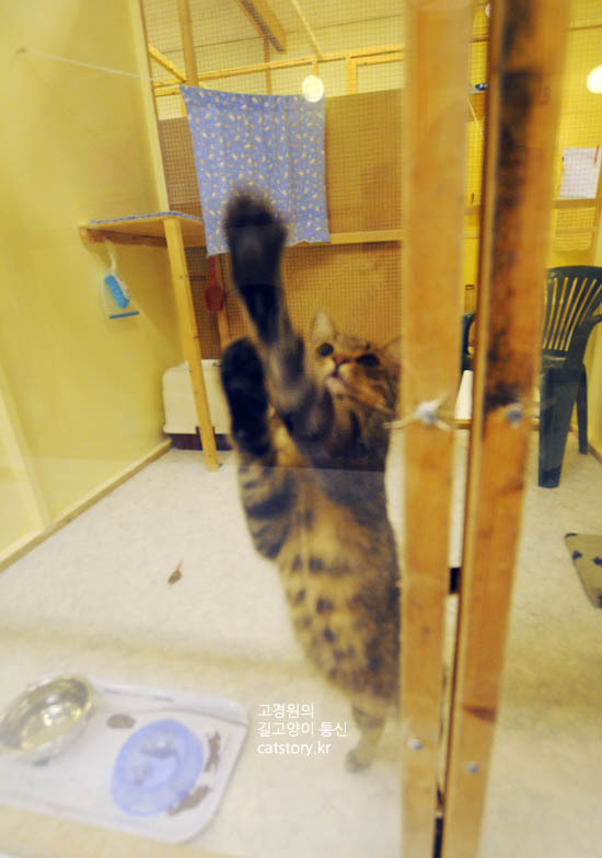 스웨덴의 고양이 보호소.bgm | 인스티즈