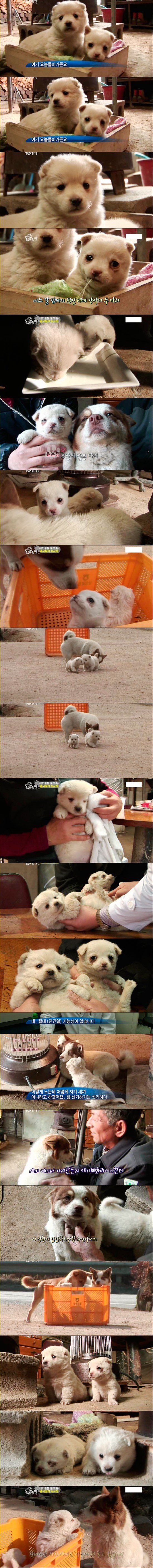 강아지의 부성애 | 인스티즈