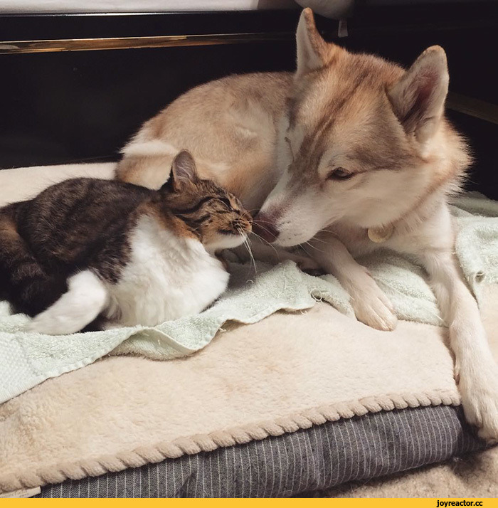 허스키와 고양이.jpg | 인스티즈