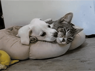 아기 고양이 vs 강아지.gif | 인스티즈