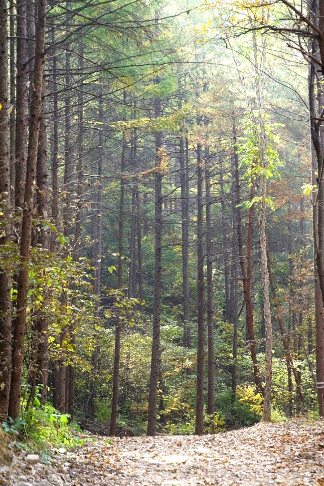 용화산자연휴양림 이미지