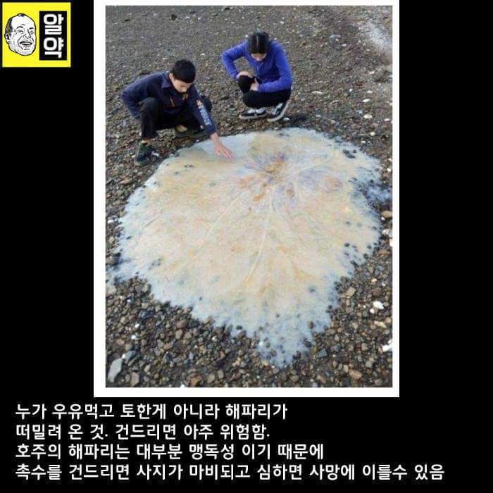 혐오주의) 호주의 위엄 | 인스티즈