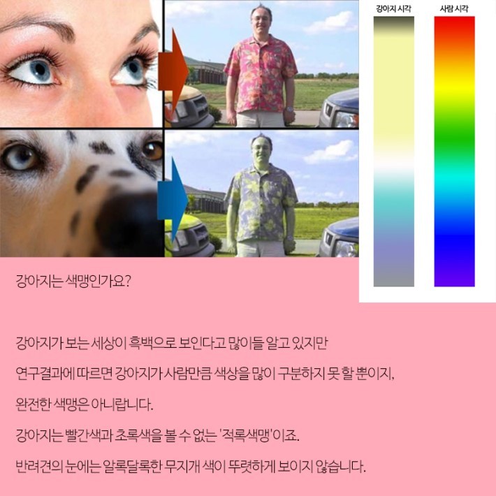 강아지가 보는 세상 | 인스티즈
