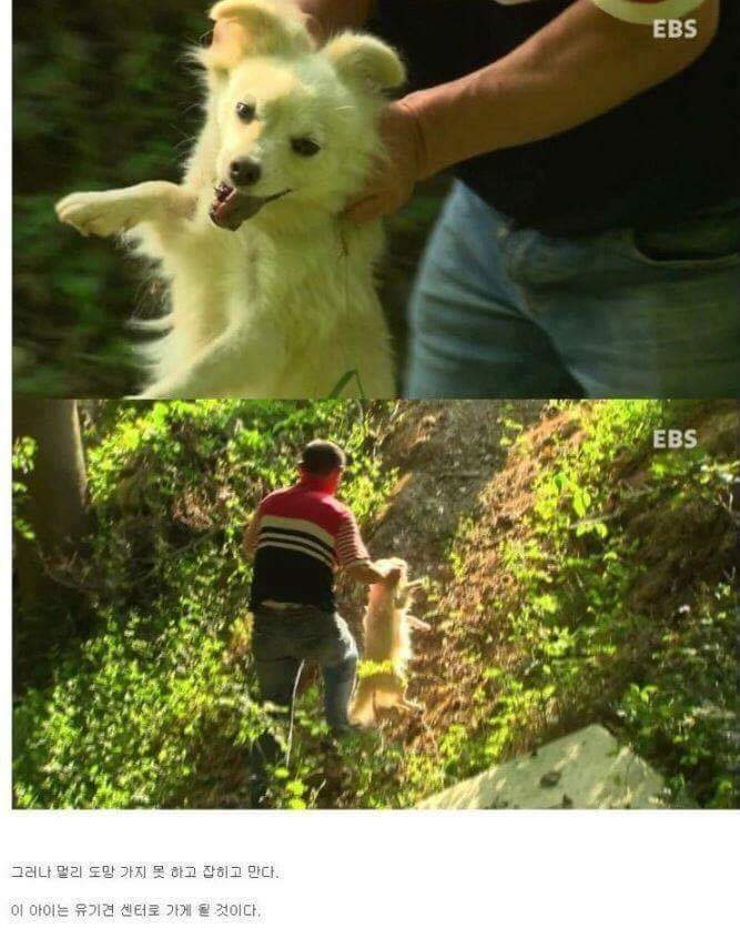 나는 아직 살수 있는데 왜 죽으라하나요 | 인스티즈