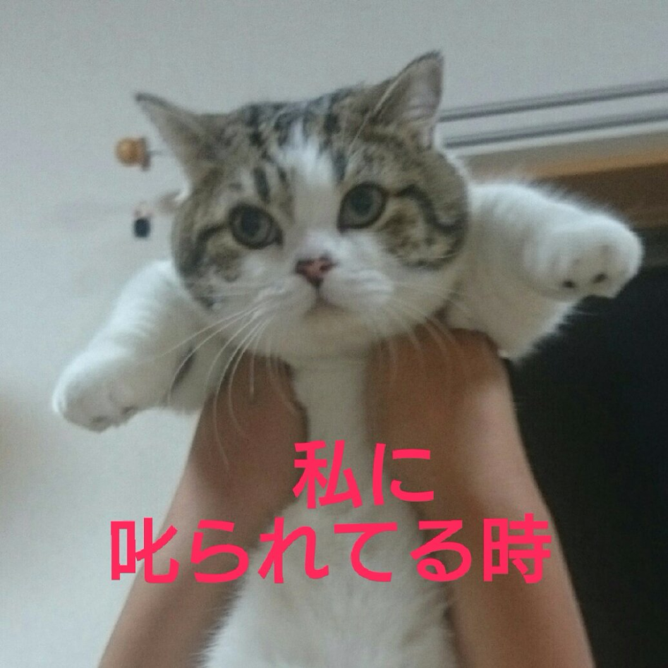 상대에 따른 고양이 애교 차이.jpg | 인스티즈