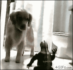 개쫄보.GIF | 인스티즈