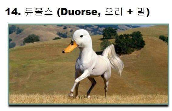교배성공한 희귀동물들 | 인스티즈