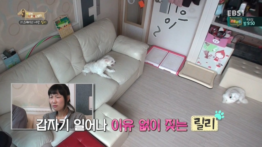 [세상에나쁜개는없다] 가족들에게 짖고 무는 강아지 릴리햏 | 인스티즈