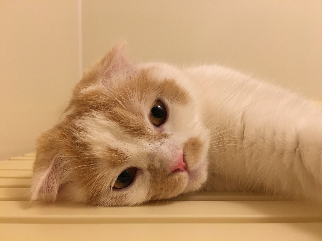 이래도 고양이 입니까?? | 인스티즈