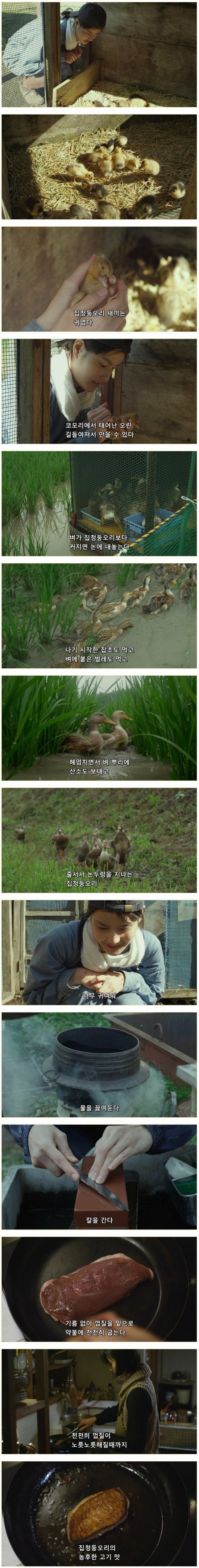 귀여운 오리.gif | 인스티즈