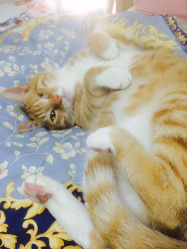 눈 하나 고양이중에 가장 이쁜 고양이 | 인스티즈