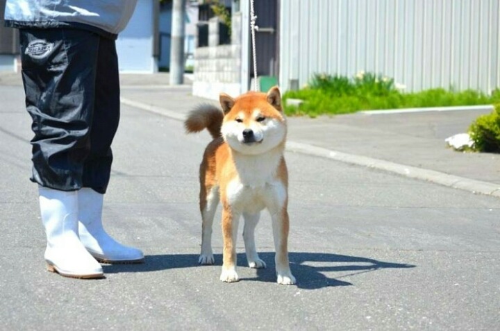 후쿠 이미지
