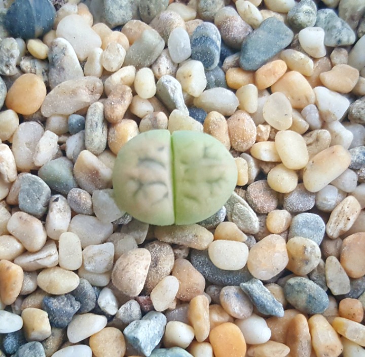 아보 이미지