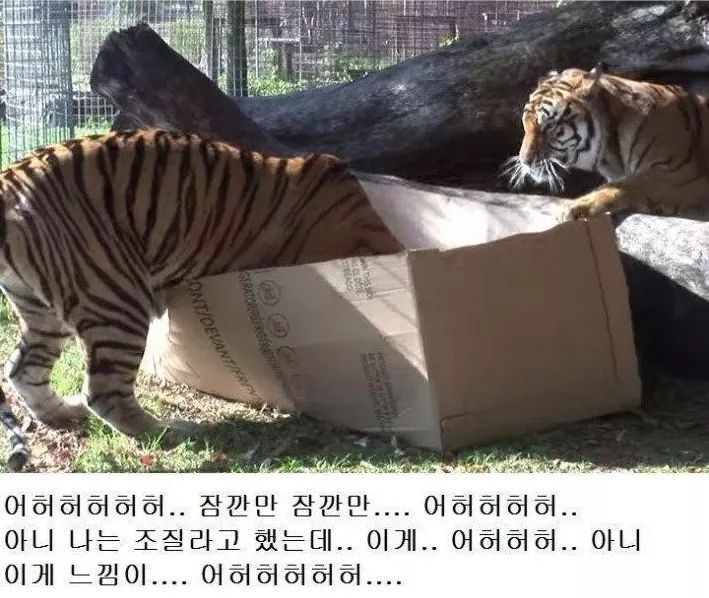 고양이과 동물의 공통점 | 인스티즈