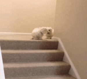 주인놈이 집에 없는줄 알았던 댕댕이 | 인스티즈