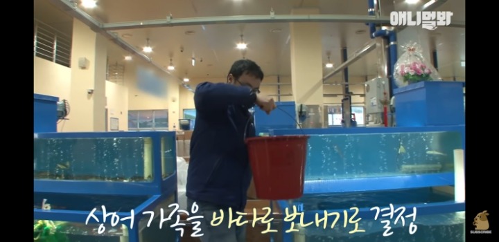 횟집에서 새끼 출산하는 상어 | 인스티즈