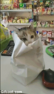 고양이 팝니다.gif | 인스티즈
