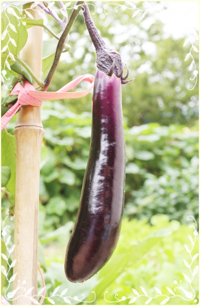 꽃무지풀무지유치원 이미지