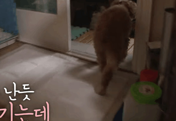 대낮에 남의 개를 납치한 여자 | 인스티즈