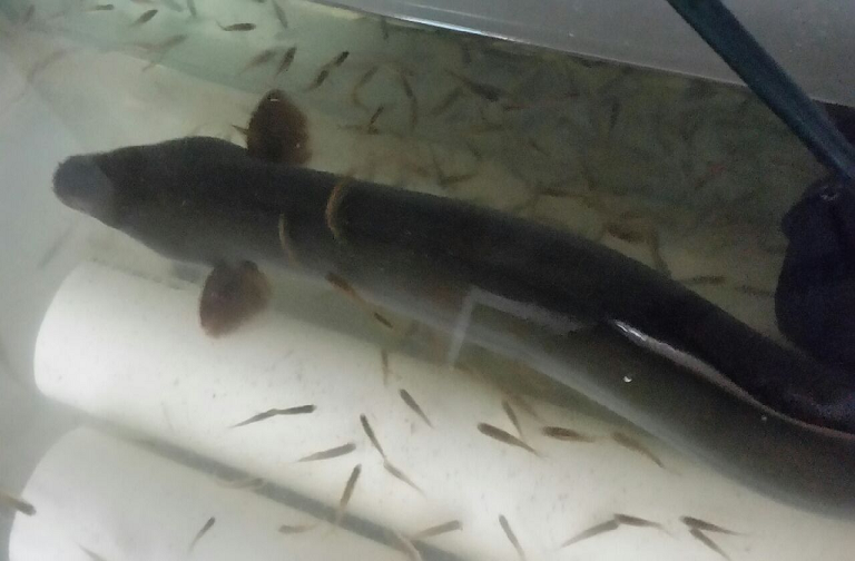 장어이야기 이미지