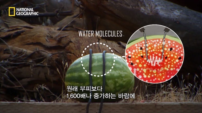 수박 안에 1만 볼트를 내보내면 생기는 일 | 인스티즈