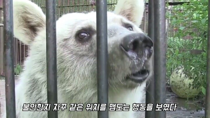 30년간 학대받은 곰 자연으로 돌아간 후 놀라운 변화 | 인스티즈