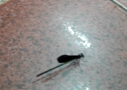 991AD7455D1C5AD90C10F2