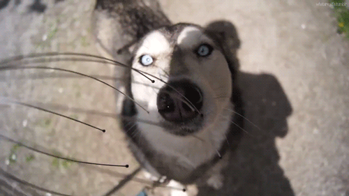 심장을 폭행하는 말라뮤트+허스키 댕댕이들 | 인스티즈