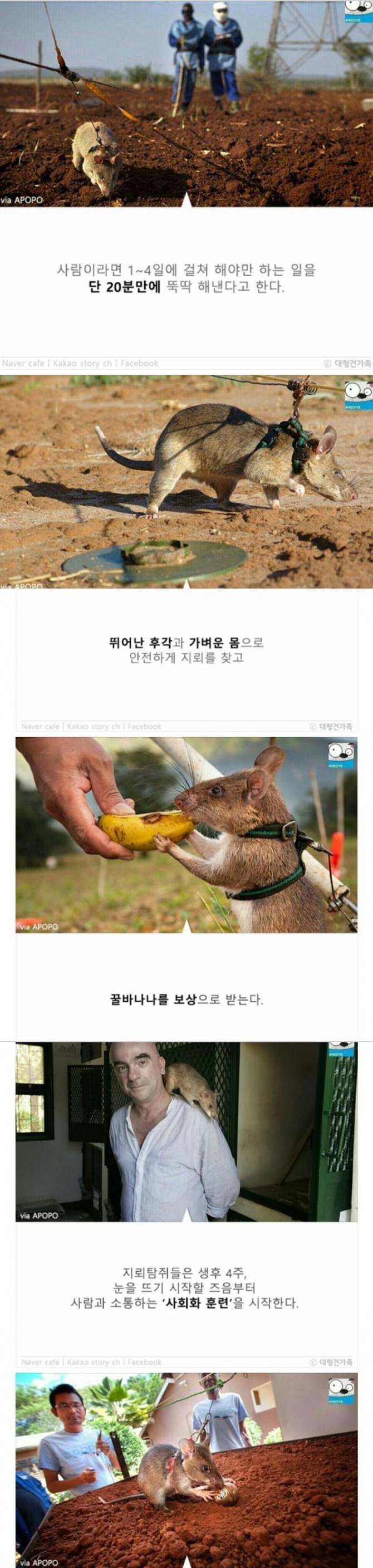 성공률 100％ 사망률 0％의 지뢰제거법 | 인스티즈