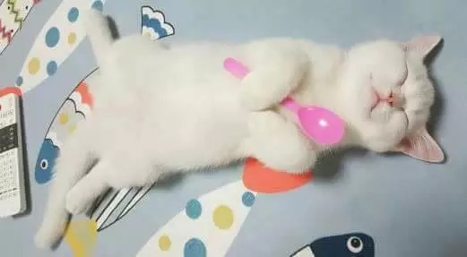 설마 이 중에 니 취향이 하나는 있겠지 애니/만화 금발,은발 남캐 40명 | 인스티즈