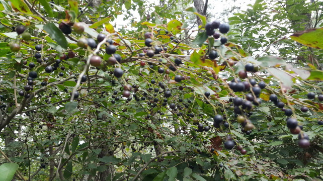 산목 이미지