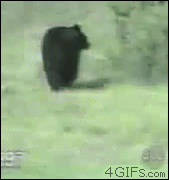 곰을 만났을때 살아남는 방법.gif | 인스티즈