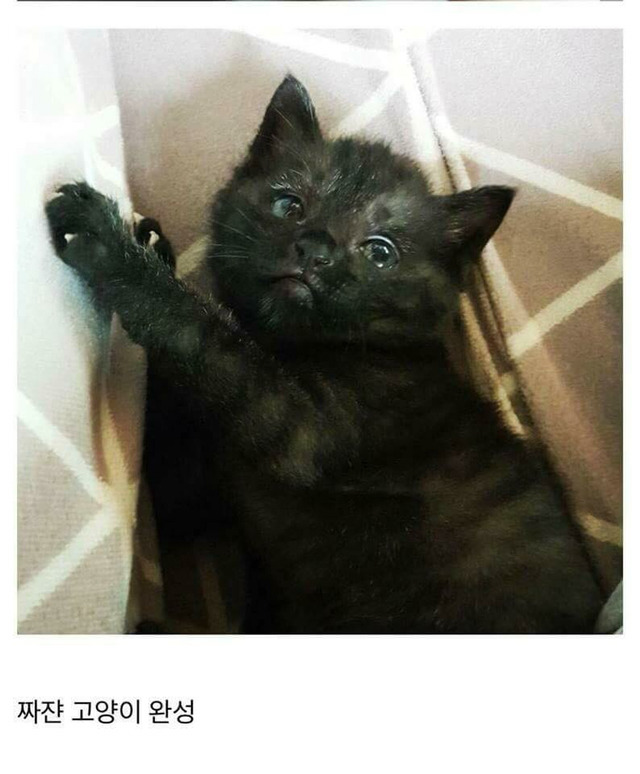 고양이를 만드는 디씨인.jpg | 인스티즈